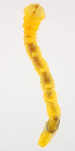 Castiarina flavopicta, PL4257, larva, from Olearia ramulosa, SE